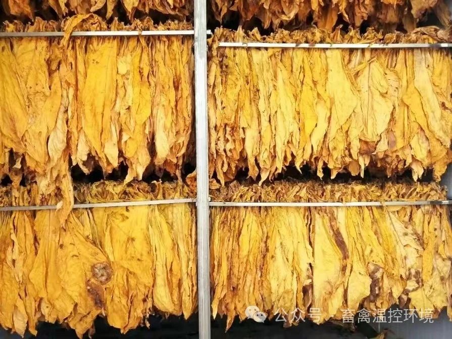 遵義播州：某烤煙示范基地采用空氣源熱泵技術(shù)，解決常規(guī)烤房大量用電、溫度調(diào)節(jié)不便、勞動強(qiáng)度大等問題