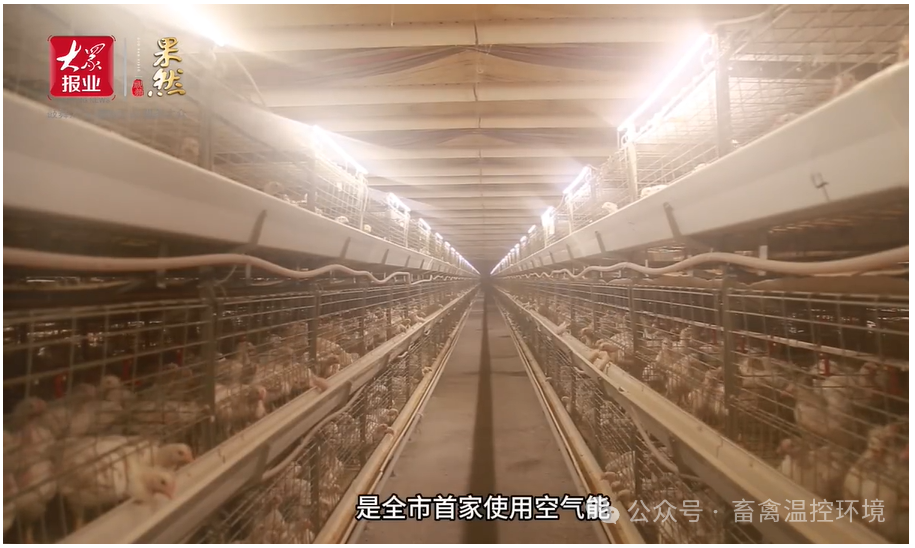 全市首家使用空氣能采暖養(yǎng)殖企業(yè)|張加書：從會(huì)養(yǎng)雞到“慧”養(yǎng)雞，科技賦能循環(huán)農(nóng)業(yè)